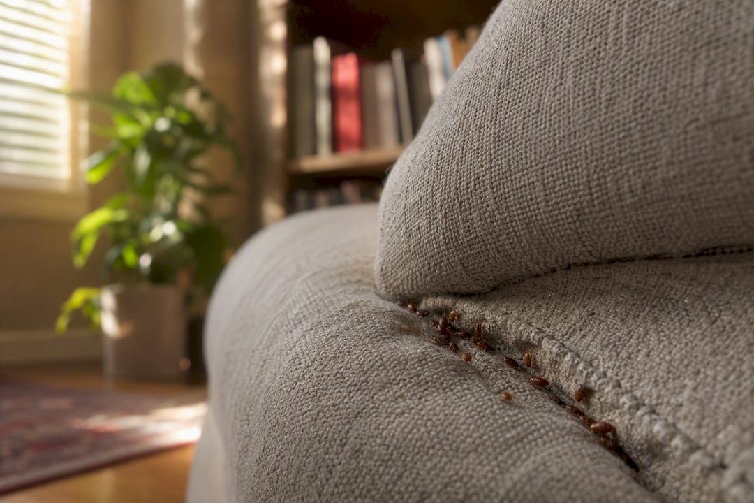 Bed Bug Bites: How to Tell and What to Do Next