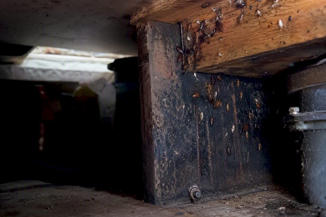 7 Signs of Cockroach Infestation Every Homeowner Should Know