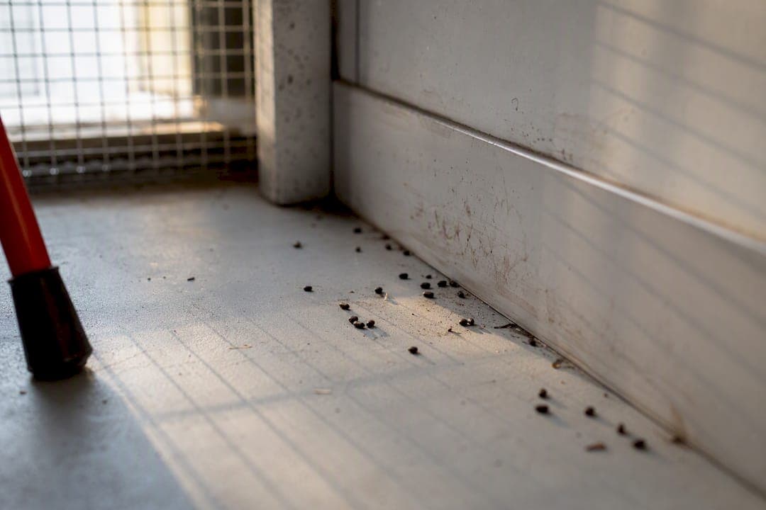 How to Spot Rat Infestation Signs Before They Spread