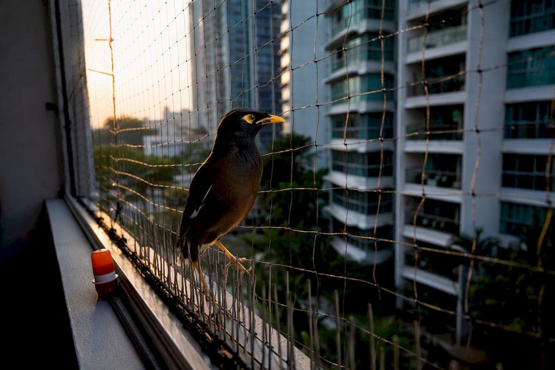 Keep Mynahs Away Without Poisons: 24–72 Hour Steps for Singapore Homes
