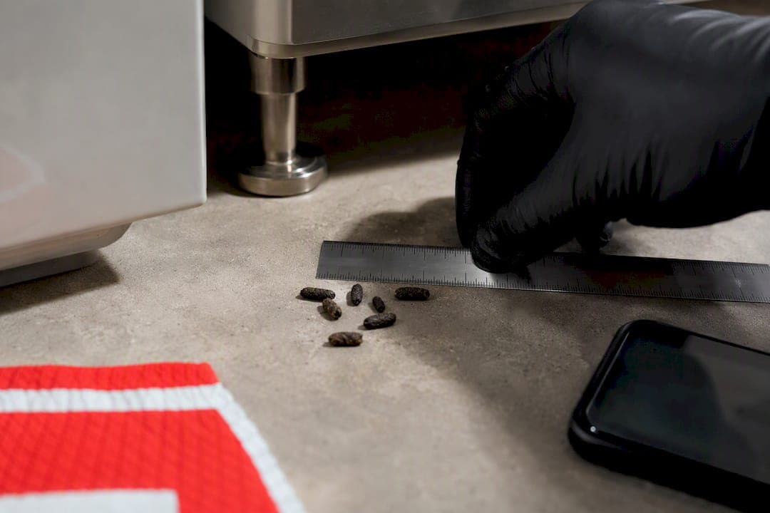 Identify Rodent Droppings in 5 Minutes: Measure, Photo, Recheck