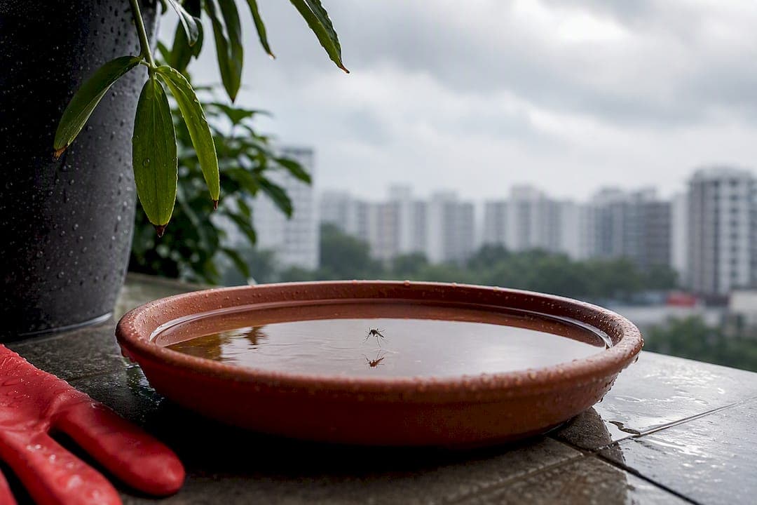 Stop Dengue in Singapore Homes with Weekly B-L-O-C-K Checks and S-A-W