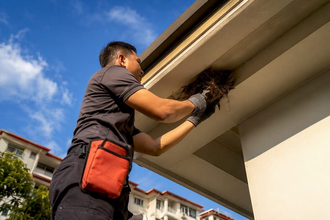 30 Years' Bird Mite Treatment in Singapore: Nest Removed First