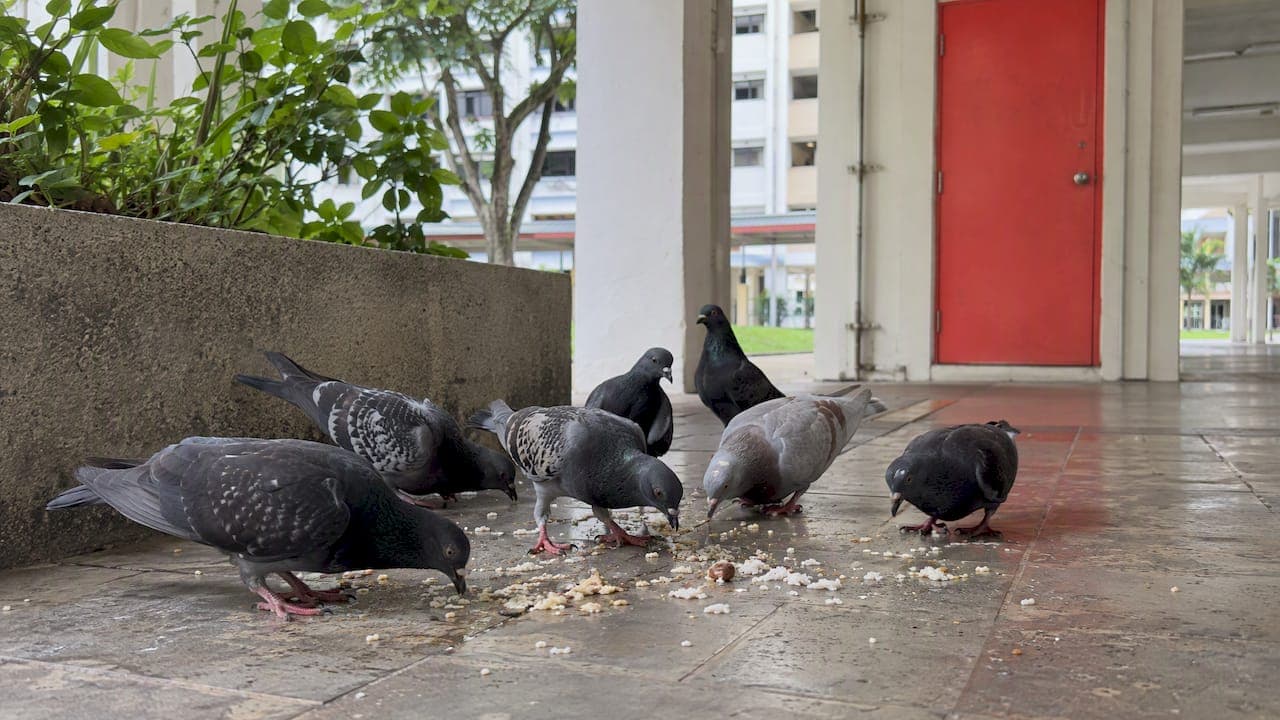 Avoid $5,000 Fines: Singapore Pigeon Laws Every Resident Should Know