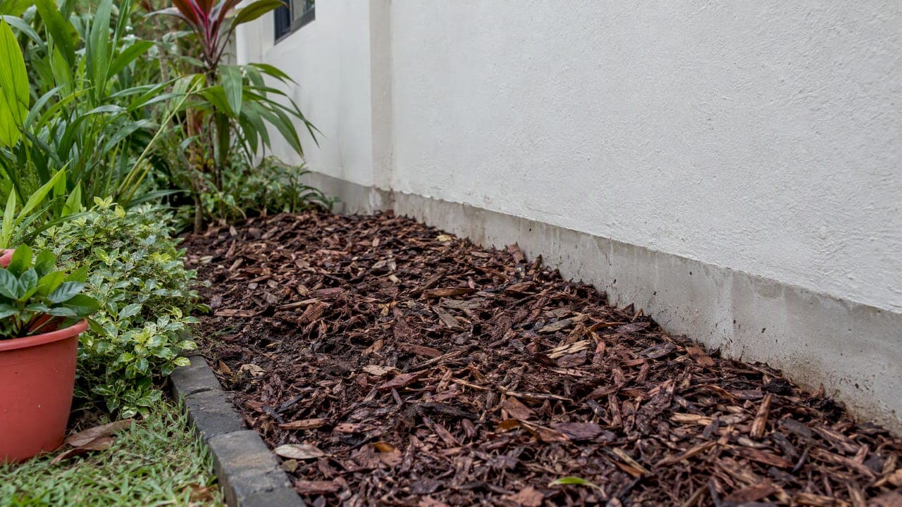 Mulch and Termites: Why Foundation Contact Matters in Singapore