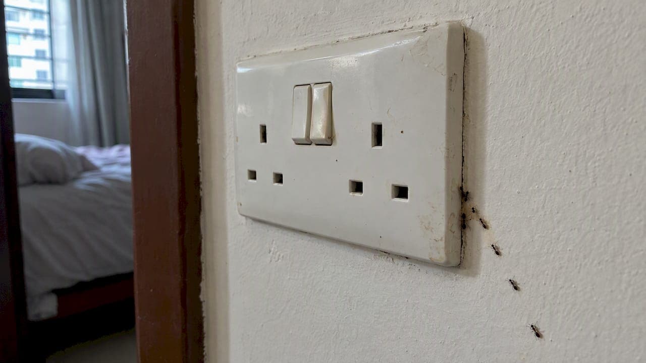 Ants in Electrical Outlets: Why Humid Singapore Homes Need Two Trades