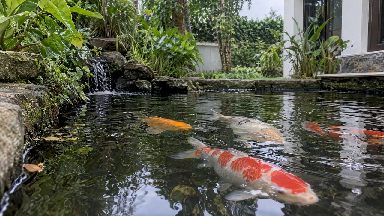 Koi Pond Mosquitoes: 4 Fish Safe Fixes Before Calling a Licensed Pro