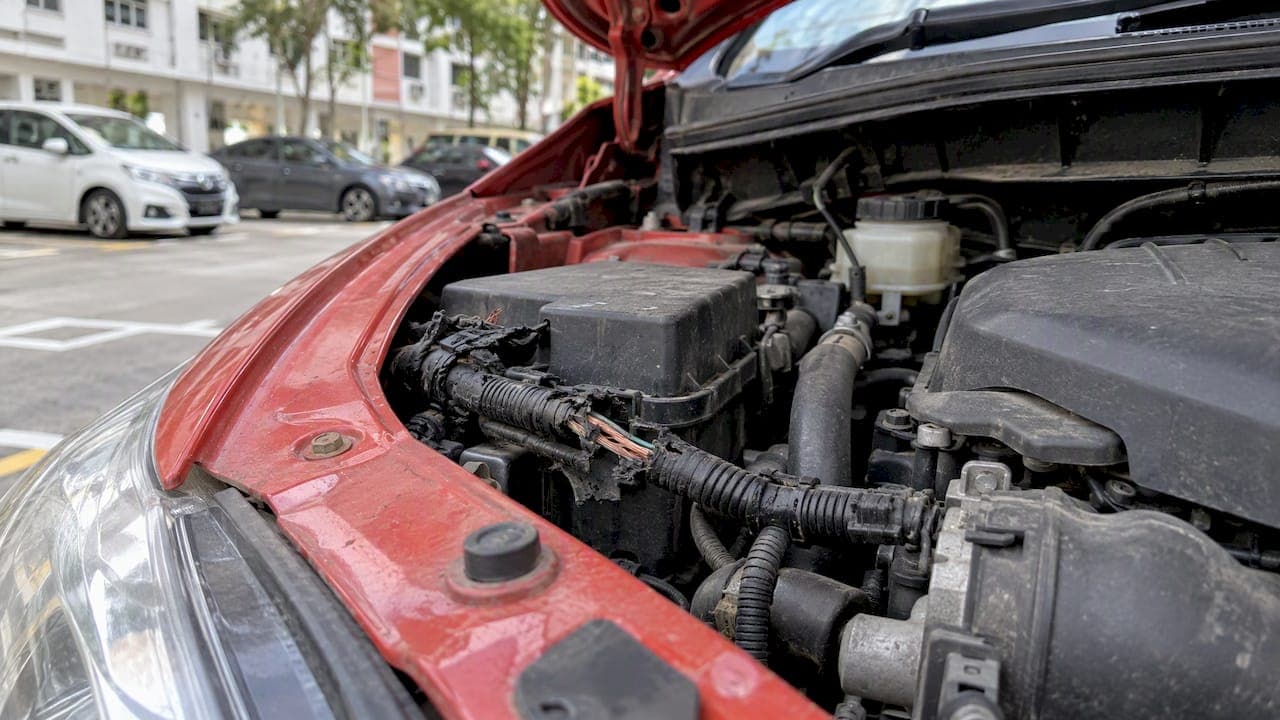 Rats Chewing Wires in Singapore: Signs, Risks and Fixes